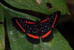 Amarynthis meneria