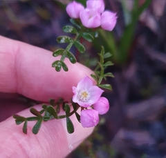 Boronia microphylla