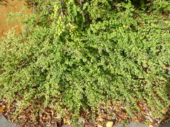 Symphoricarpos × chenaultii