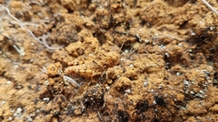 Pycnocrania grandidieri