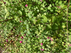 Symphoricarpos × chenaultii