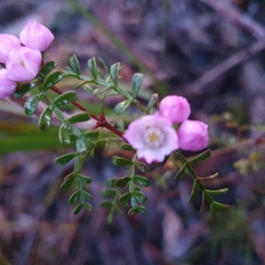 Boronia microphylla