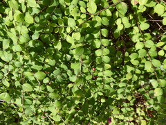Symphoricarpos × chenaultii