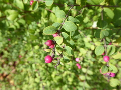 Symphoricarpos × chenaultii