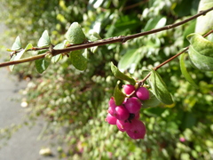 Symphoricarpos × chenaultii