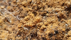 Pycnocrania grandidieri