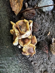 Pholiota angustipes