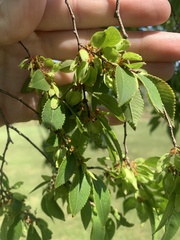 Zelkova serrata