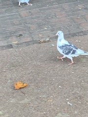 Columba livia domestica