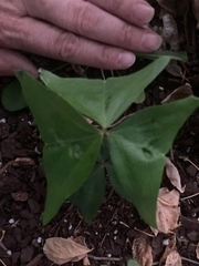 Oxalis latifolia