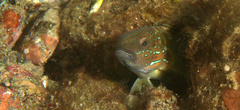 Amblygobius phalaena