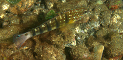 Amblygobius phalaena