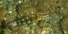 Amblygobius phalaena