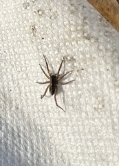Schizocosa avida