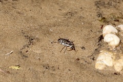 Cicindela duodecimguttata