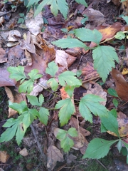 Xanthorhiza simplicissima