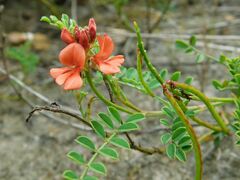Indigofera capillaris