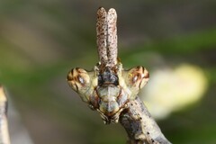 Pseudovates arizonae