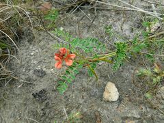 Indigofera capillaris