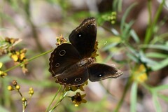 Junonia nigrosuffusa
