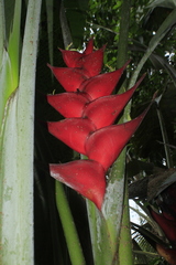Heliconia caribaea