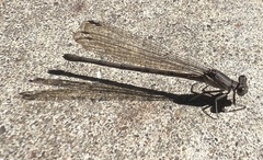 Argia funebris