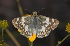 Heliopetes ericetorum