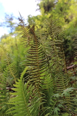 Plagiogyria pectinata