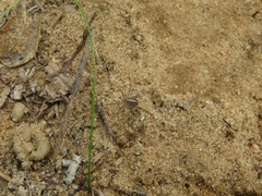 Cosmobunus granarius