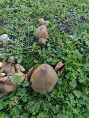 Coprinopsis atramentaria