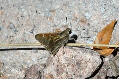 Atrytonopsis pittacus