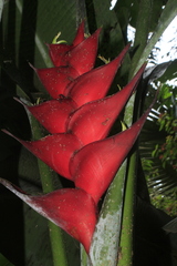 Heliconia caribaea