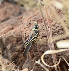 Schistocerca melanocera