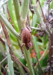 Charagmus gressorius