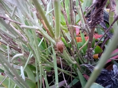 Charagmus gressorius