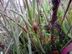 Charagmus gressorius