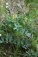 Astragalus frigidus