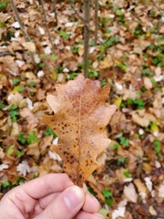 Quercus bicolor