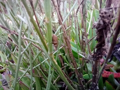 Charagmus gressorius