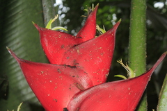 Heliconia caribaea