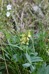 Astragalus frigidus