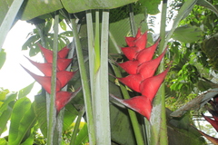 Heliconia caribaea