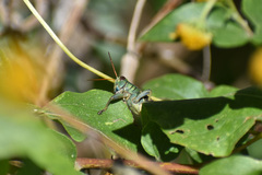 Melanoplus thomasi