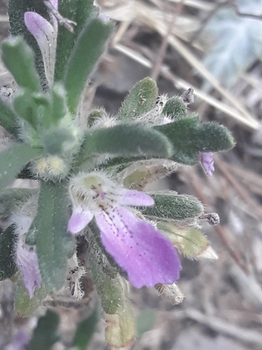 Ajuga iva image