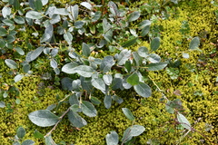 Salix saxatilis