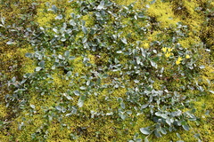 Salix saxatilis