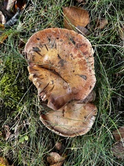 Cortinarius flavescentipes