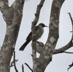 Mimus parvulus bauri