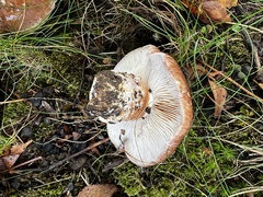 Cortinarius flavescentipes