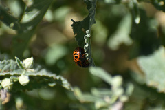 Calligrapha serpentina